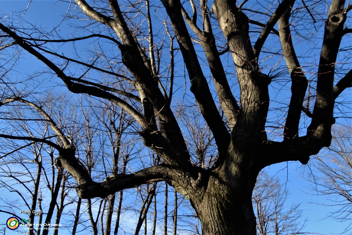 55 Piante secolari al Parco del Castello di San Vigilio.JPG